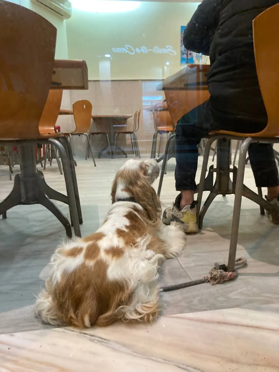 A dog lying inside a café while its owner watches football on TV