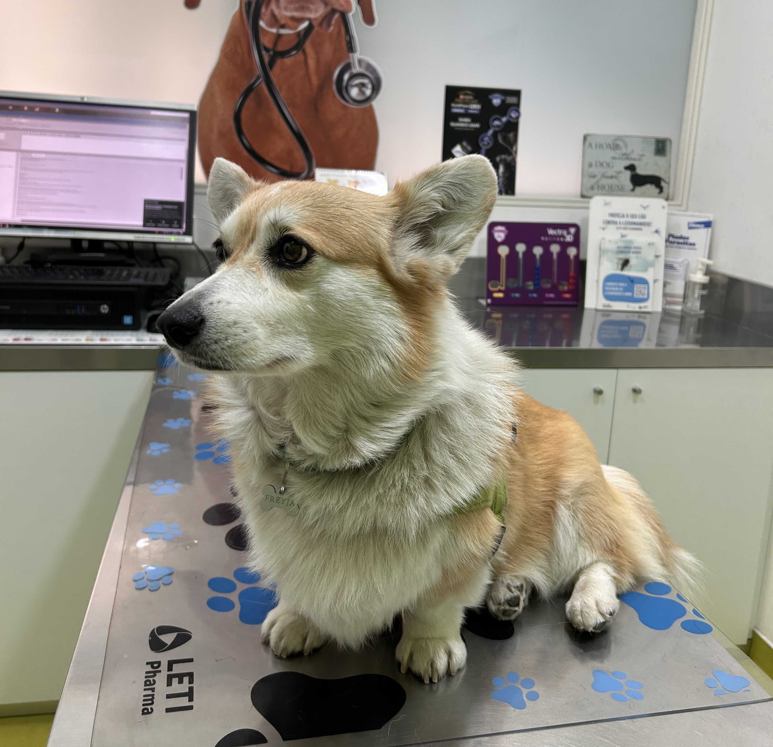 Freyja in a vet clinic