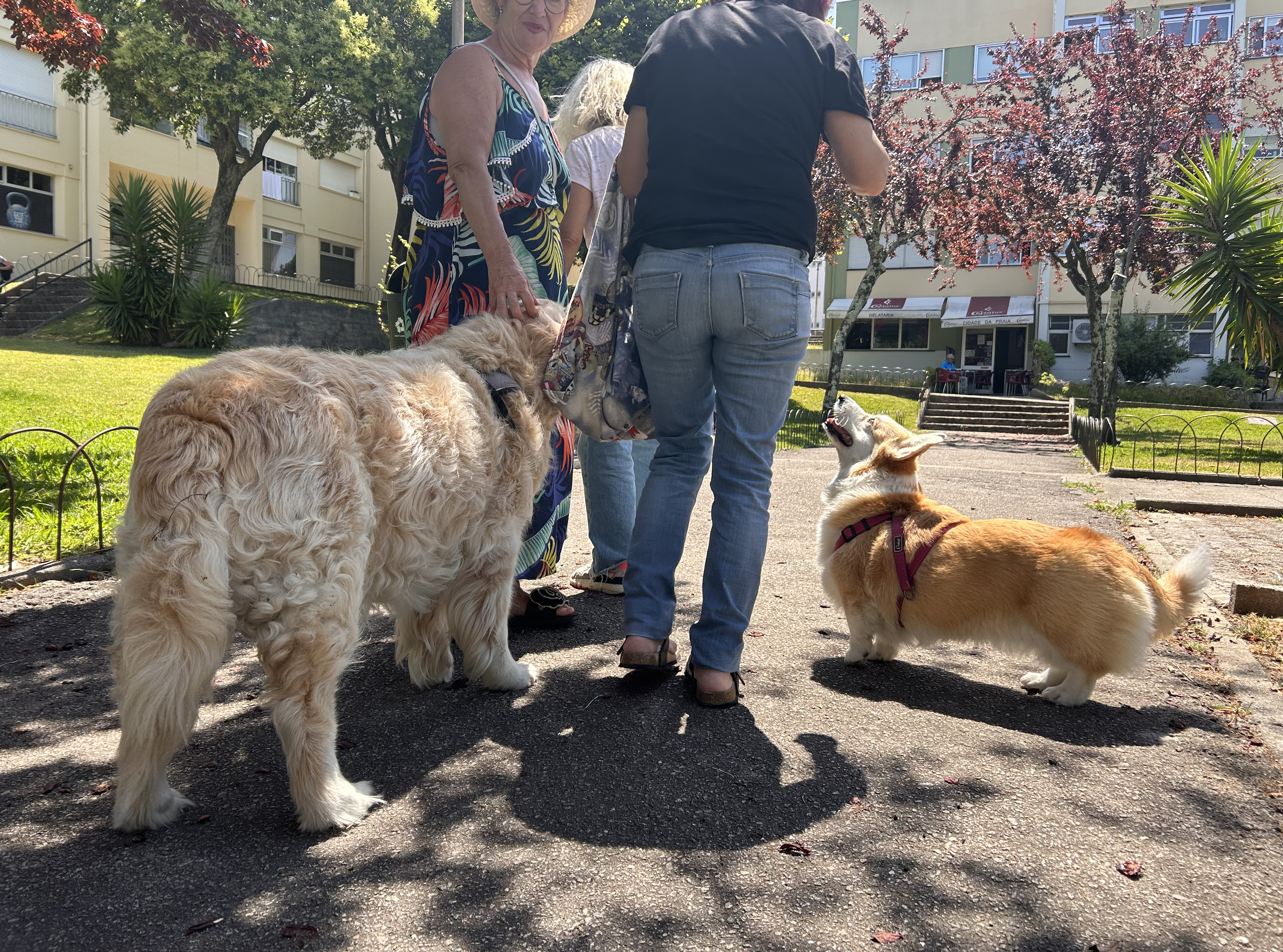 Freyja and her favourite neighbourhood people