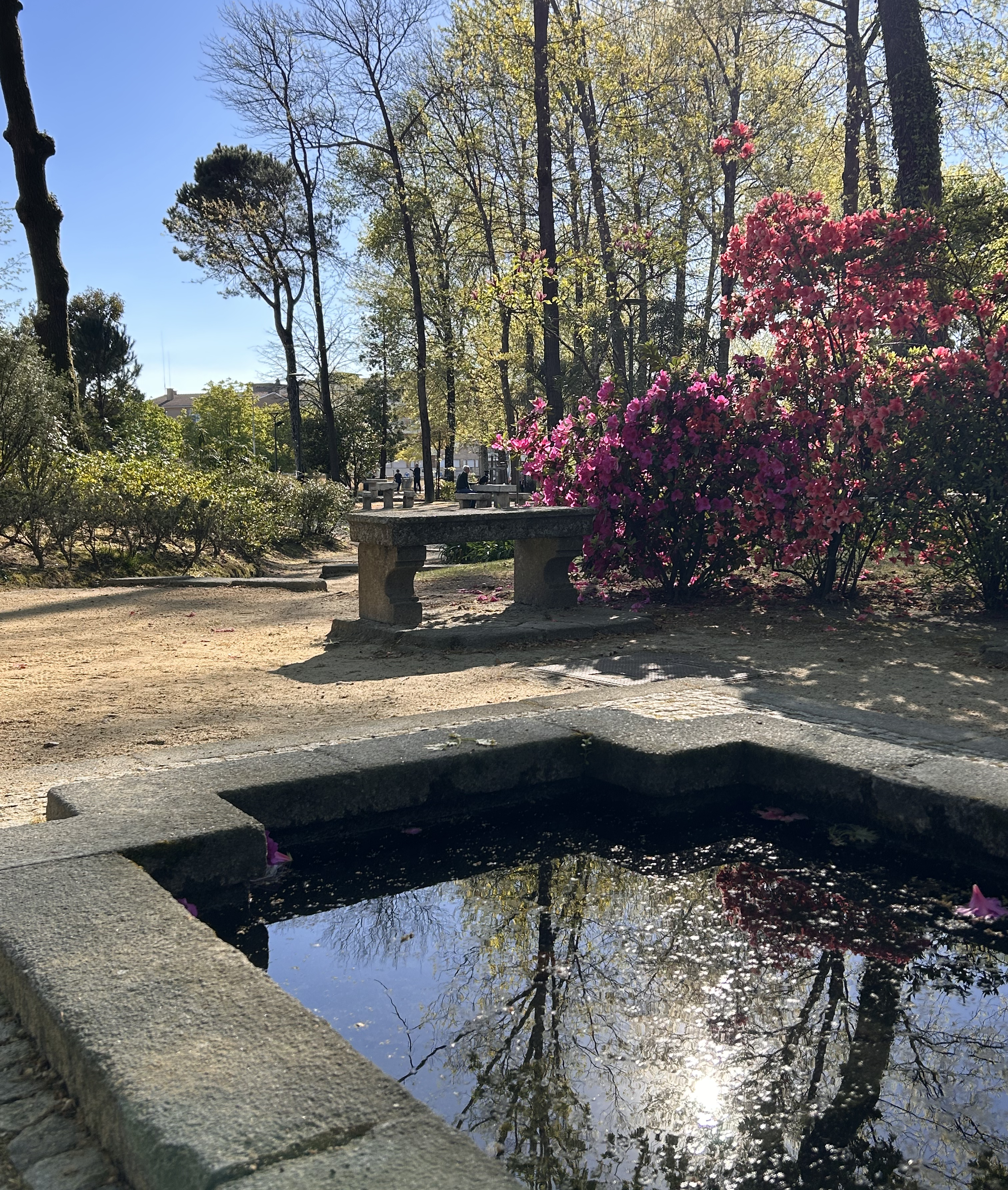 A decorative pond in my neighbourhood park